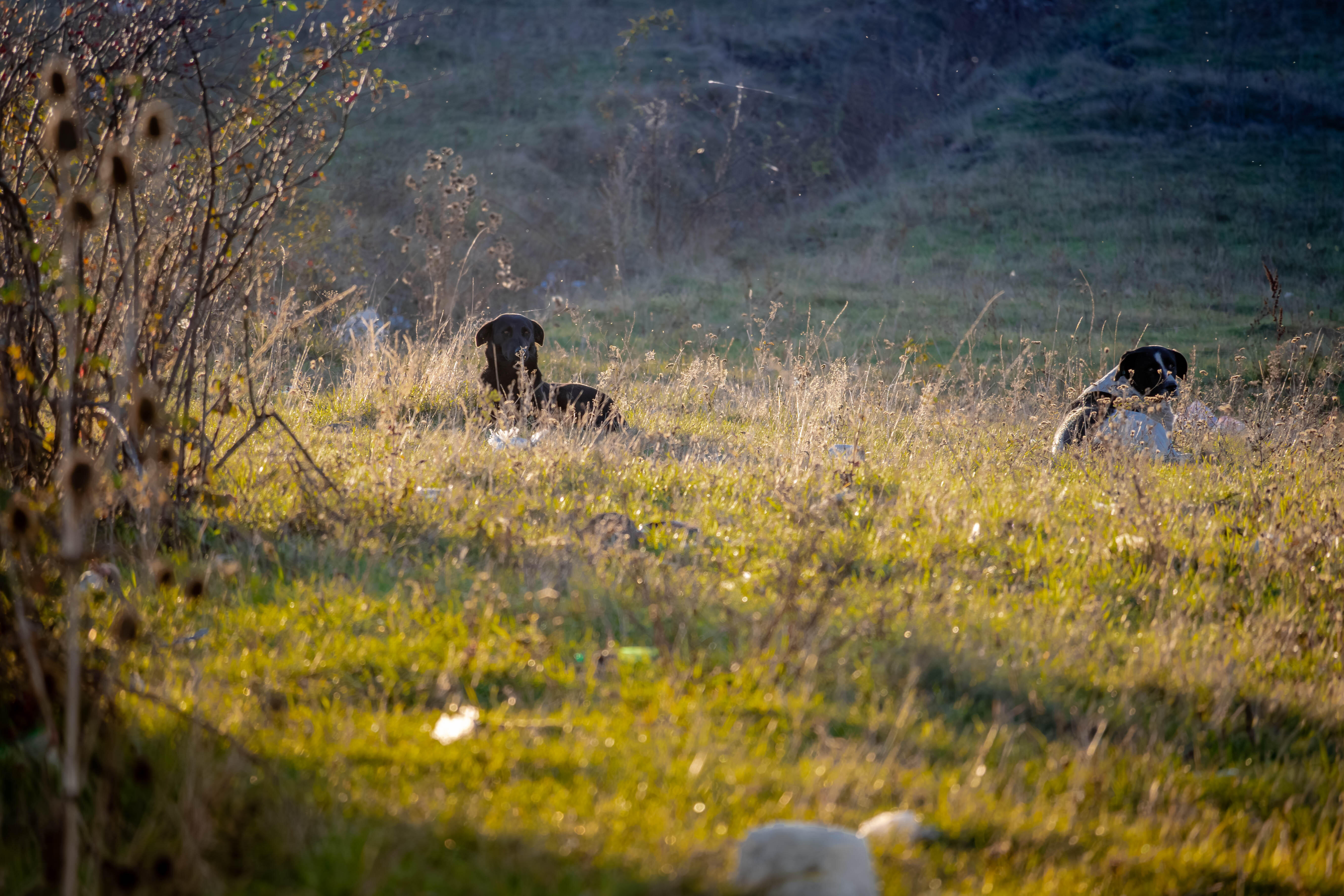 Helping captive wildlife