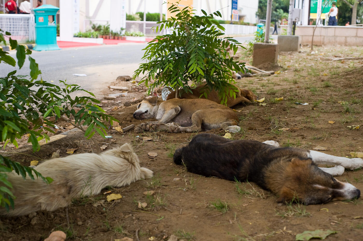 Ending animal fighting