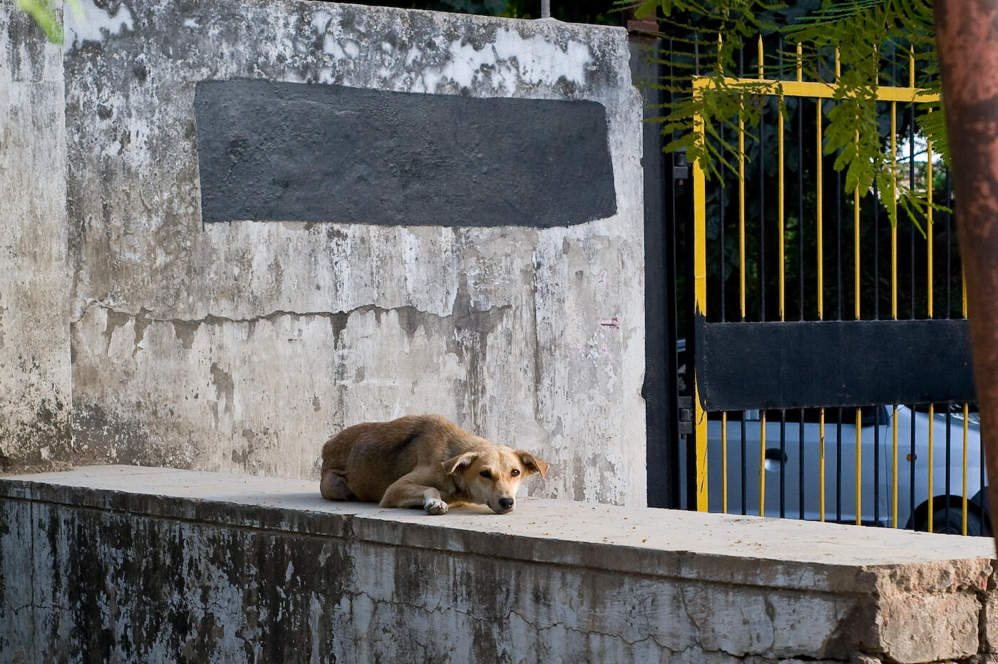 Helping captive wildlife