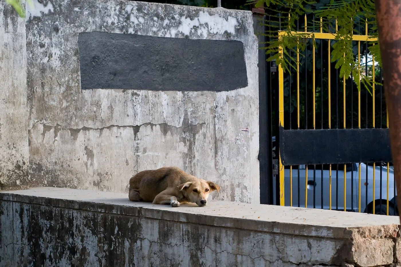 Helping captive wildlife